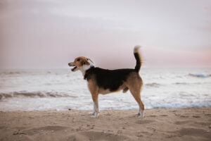 Pet photography dove vuoi